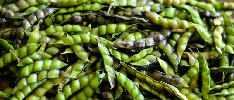 Pigeon Pea 